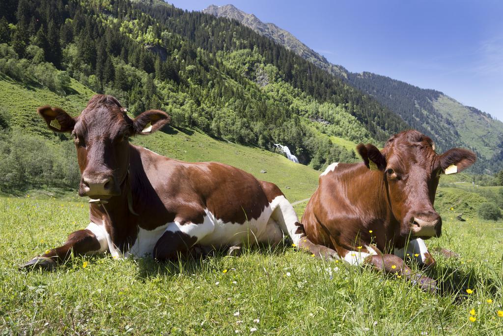 Garni Roesslhof Hotel Hollersbach im Pinzgau Eksteriør billede